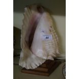 An early to mid 20th Century conch shell table lamp.