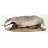 Taxidermy: Badger, Late 20th Century The standing badger with snarling face,
