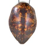 An early 20th Century Hawksbill turtle shell Length 80cm,