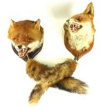 Taxidermy: Two foxes heads, late 20th Century Both mounted on oak shield shaped plaques,