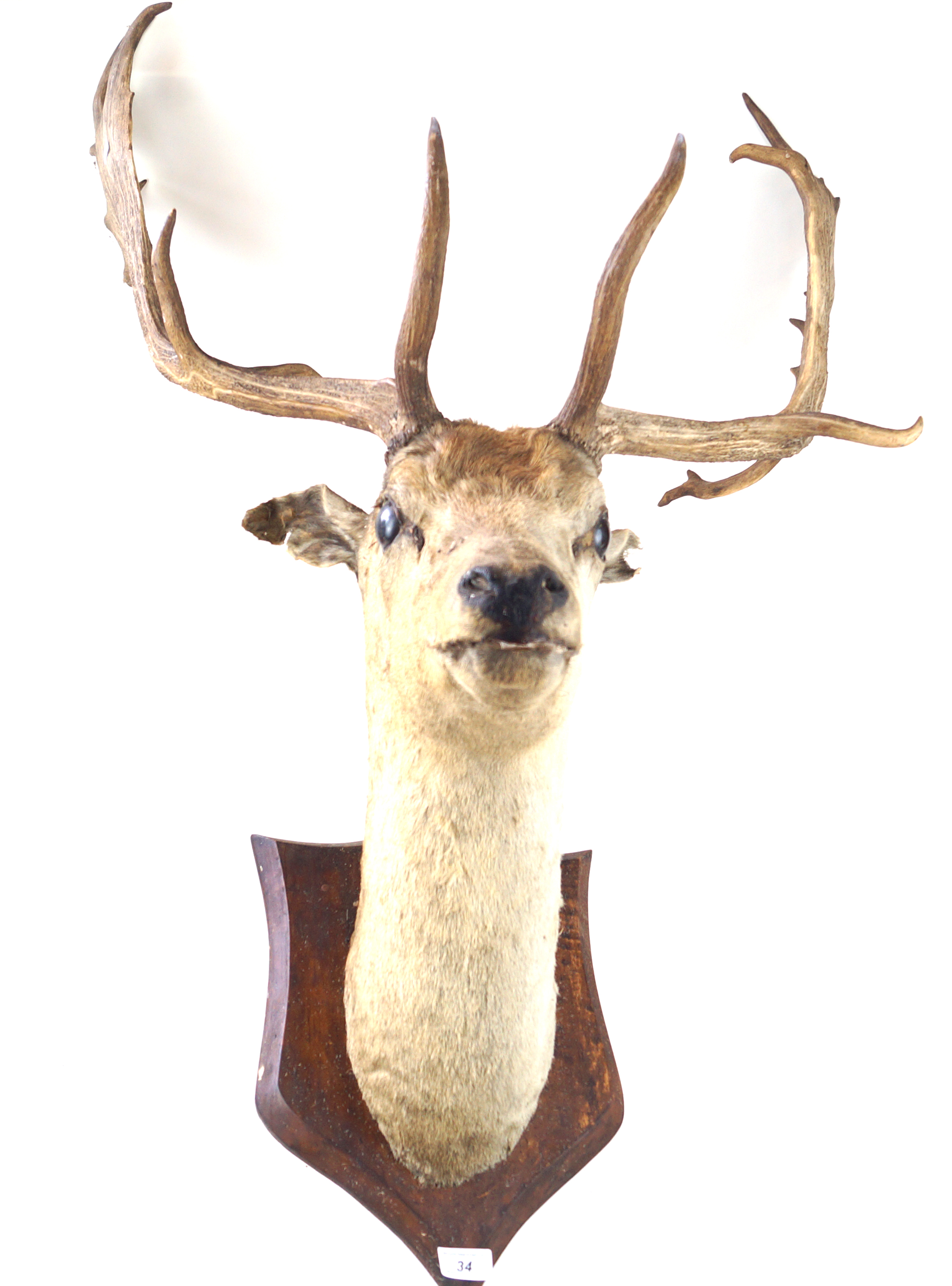 Taxidermy: Model of a fallow stags head Length 108cm