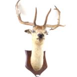 Taxidermy: Model of a fallow stags head Length 108cm