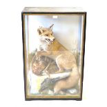Taxidermy A large glazed cabinet containing a fox and pheasant within natural habitat setting,
