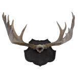 Taxidermy A set of moose antlers mounted on an ebonised and fluted shield shaped plaque,