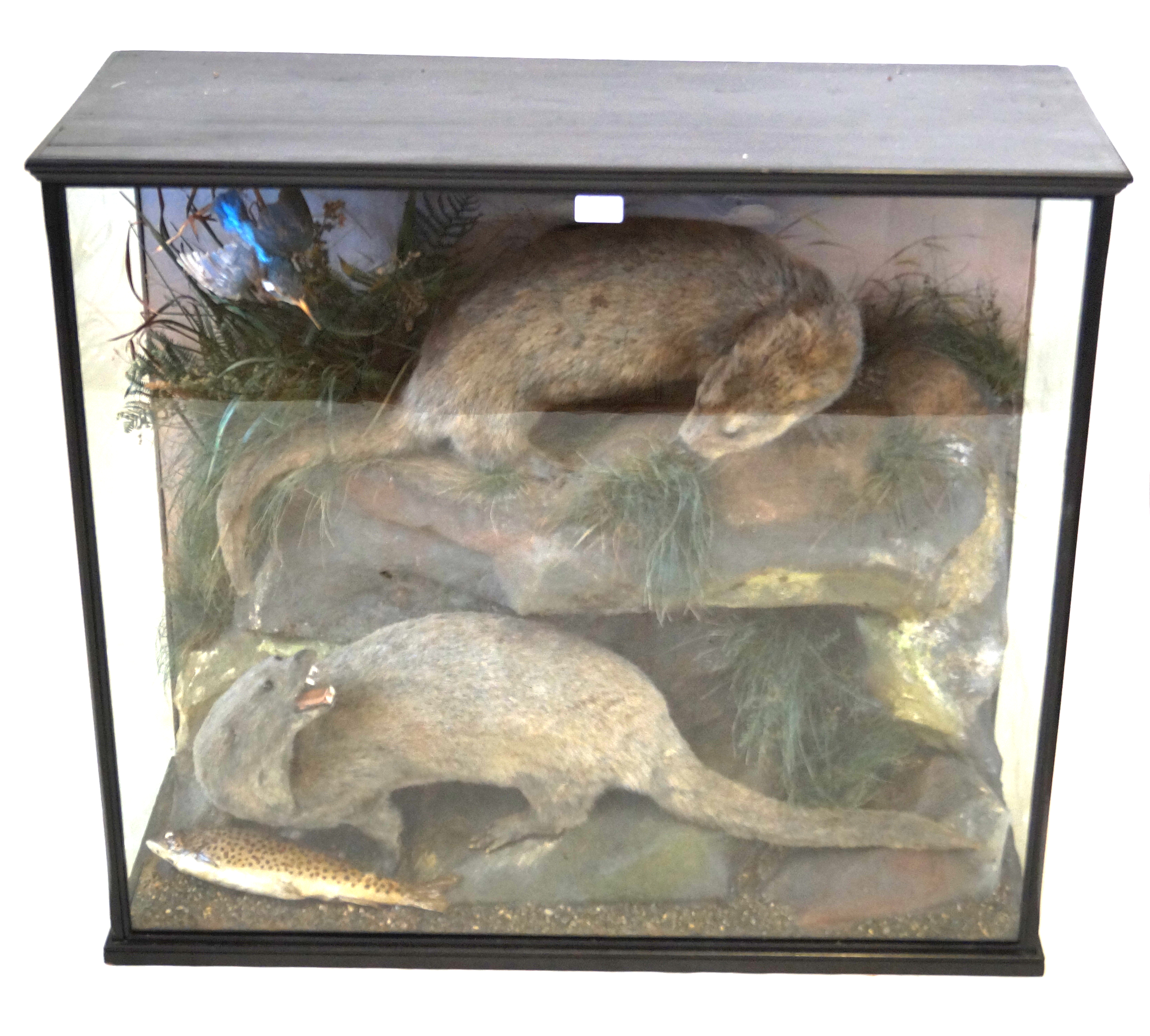 Taxidermy A large glazed display cabinet containing two otters,