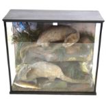 Taxidermy A large glazed display cabinet containing two otters,