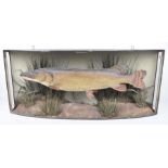 A mounted taxidermy Pike Mounted in a case with a naturalistic environment,