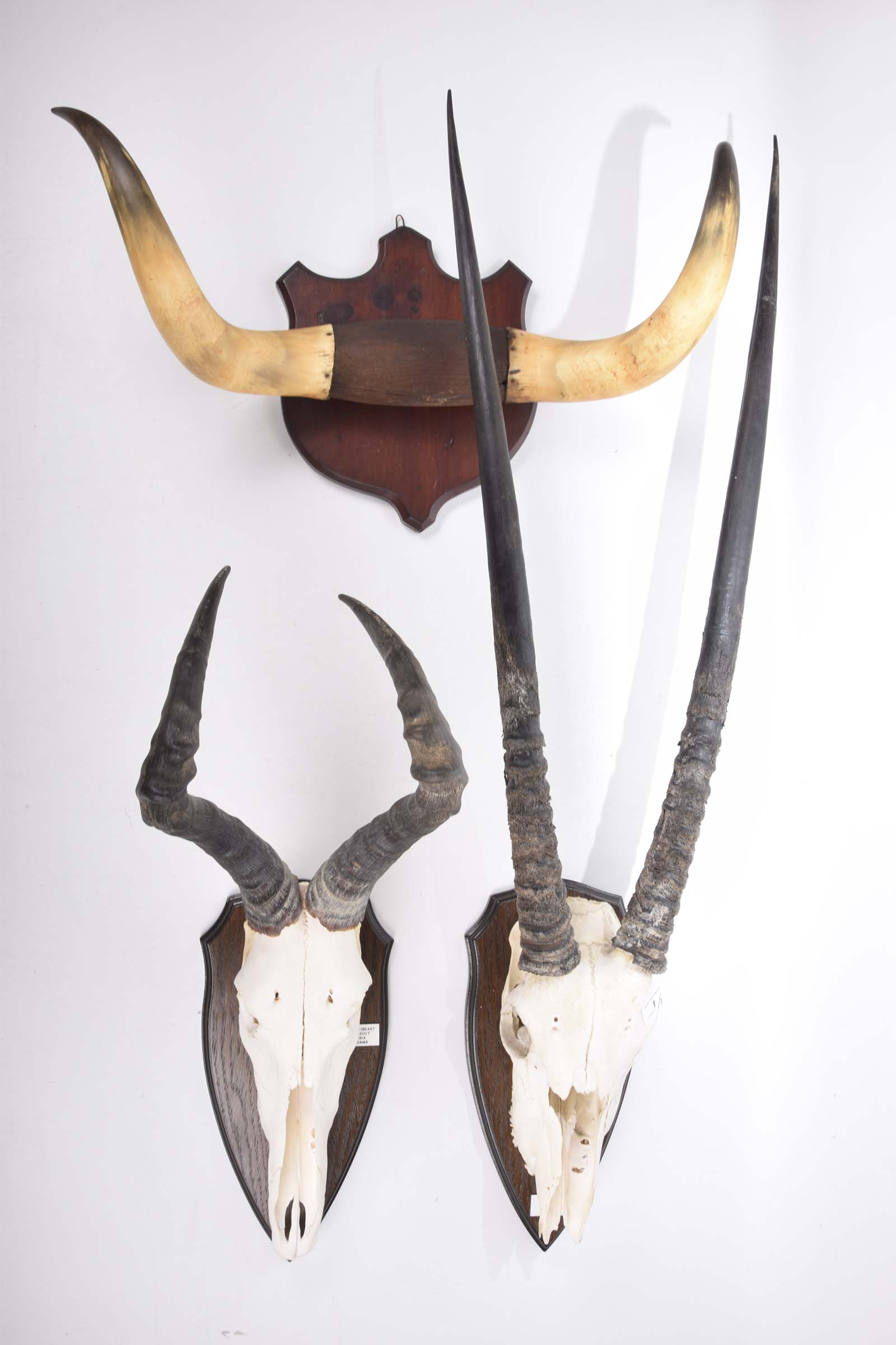 An oryx skull and horns dated 2007 The 82 cm long horns mounted on a skull with oak plaque with a