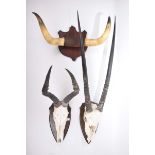 An oryx skull and horns dated 2007 The 82 cm long horns mounted on a skull with oak plaque with a