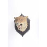Roland Ward Limited Piccadilly London taxidermy fox head On oak shield back Shield back 37cm high