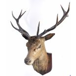 A large late 19th/20th Century twelve point taxidermy stags head On oak shield back,
