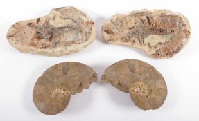 KONVOLUT FOSSILIEN, 4tlg., versteinerter Ammonit und Fisch, angeschliffen, teils poliert, L bis