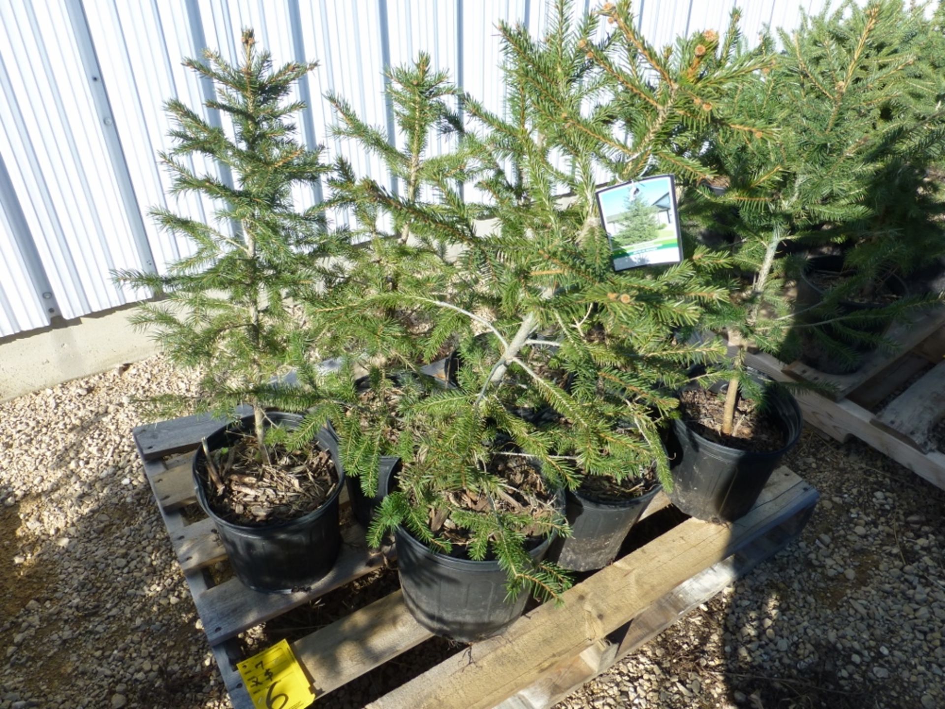 (7) Norway Spruce seedlings