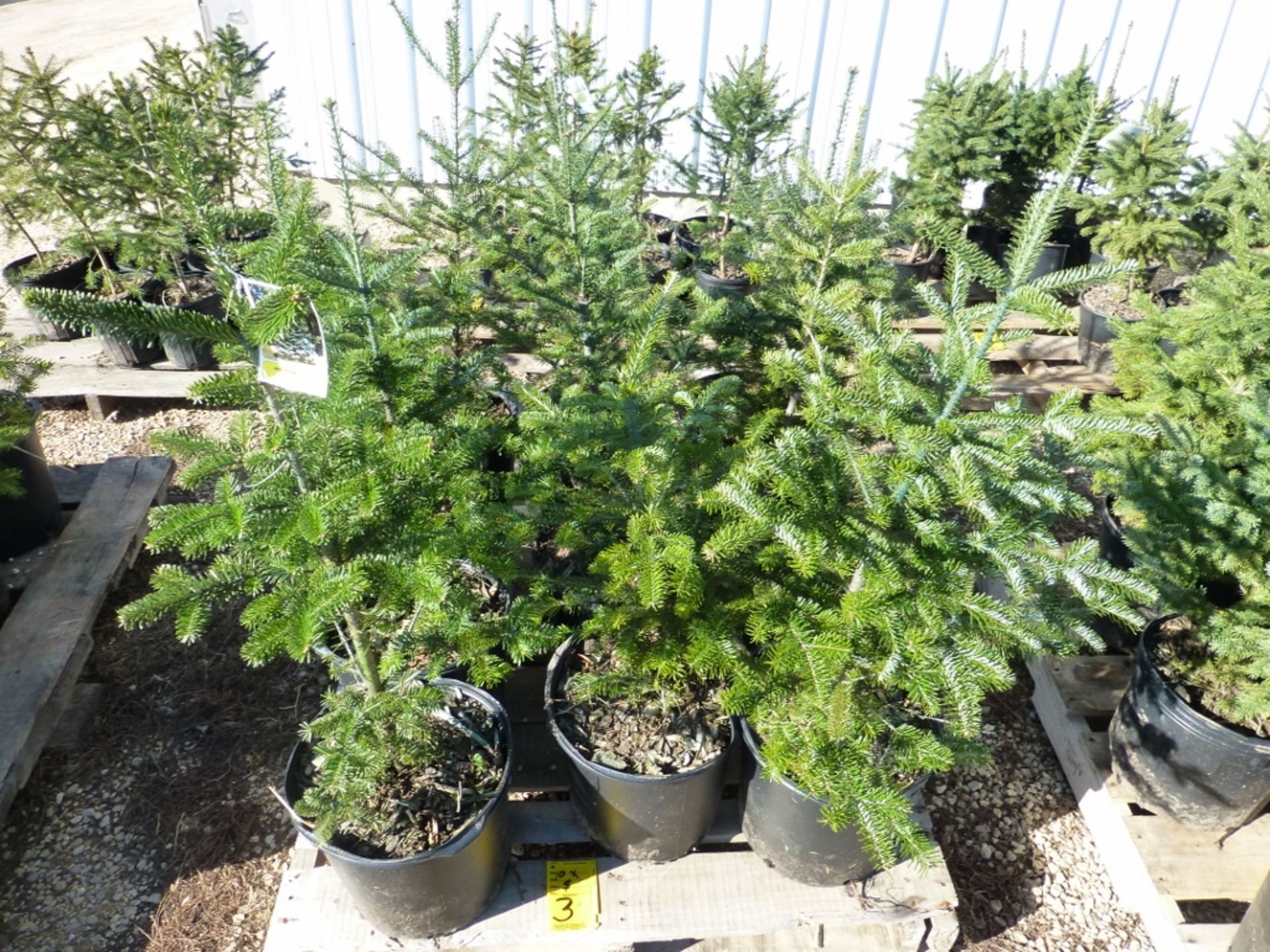 (10) Cannan fir seedlings