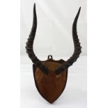 A mounted pair of springbok antlers on wooden mount.