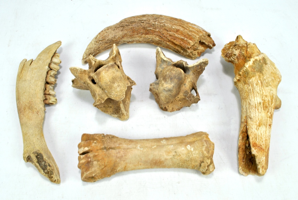 A group of fossilised bison bones including a horn core, Pleistocene, Lincolnshire, two vertebra,