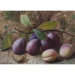 CHARLES HENRY SLATER (c1820-1890); watercolour, still life study with plums, signed 'CH Slater',