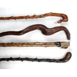 Four various gnarled walking sticks to include a hallmarked silver collared example, London 1904,