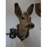 Taxidermy deer head wall plaque
