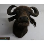 3ft by 3ft Taxidermy buffalo head in good condition ready to mount on a wall