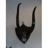 Wall mounted Gazelle horns
