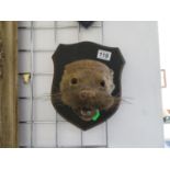 Otter mask