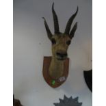 Gazelle head taxidermy wall plaque