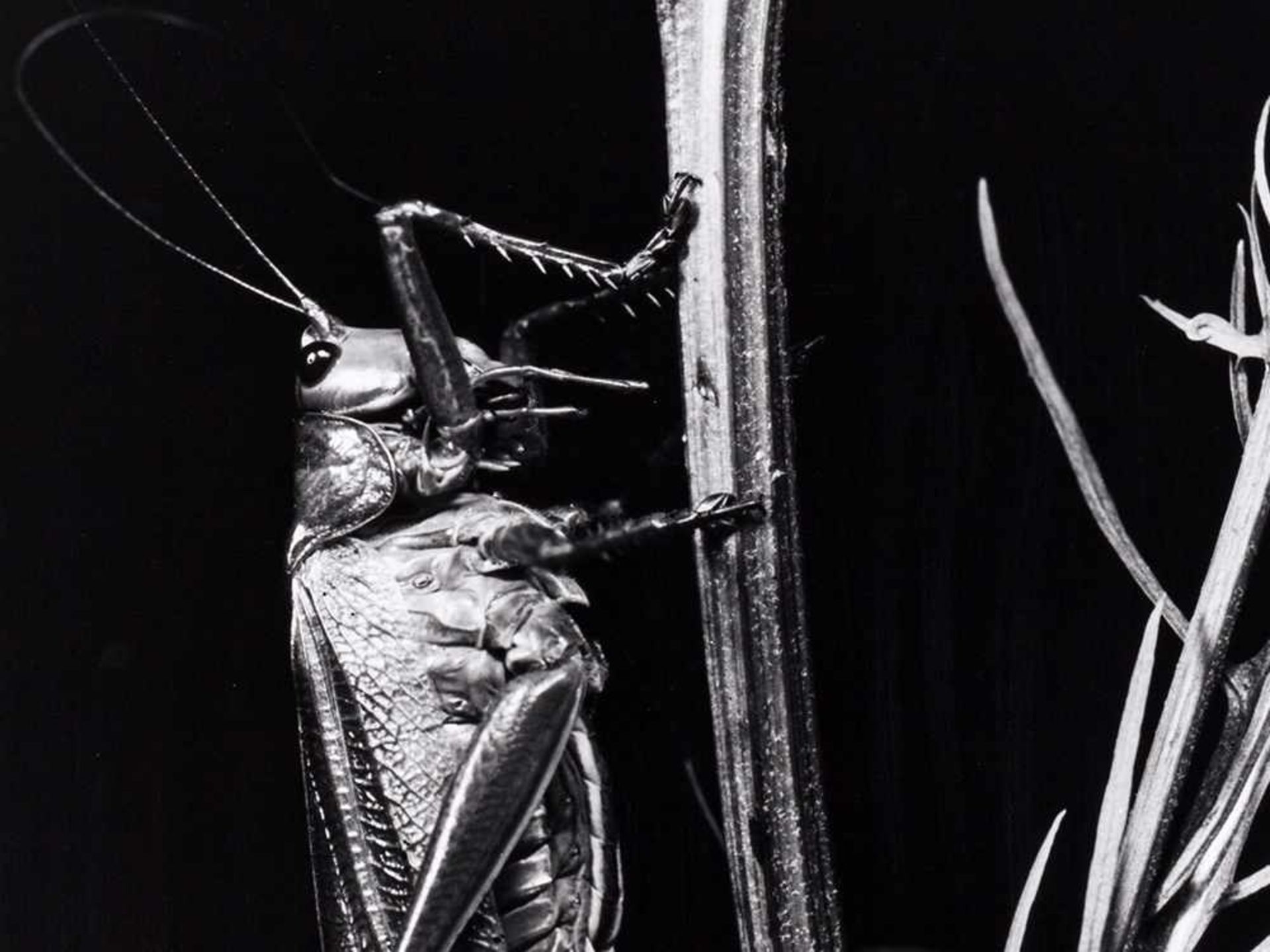 Fred Koch (1904-1939?), Locust vividissima, Deutschland, 20er . Silbergelatineabzug . Deutschland, - Bild 2 aus 4