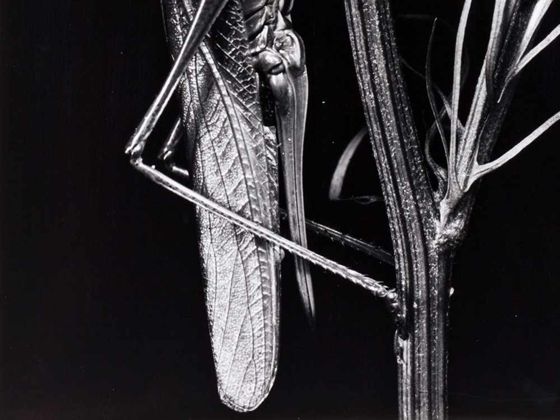 Fred Koch (1904-1939?), Locust vividissima, Deutschland, 20er . Silbergelatineabzug . Deutschland, - Bild 3 aus 4