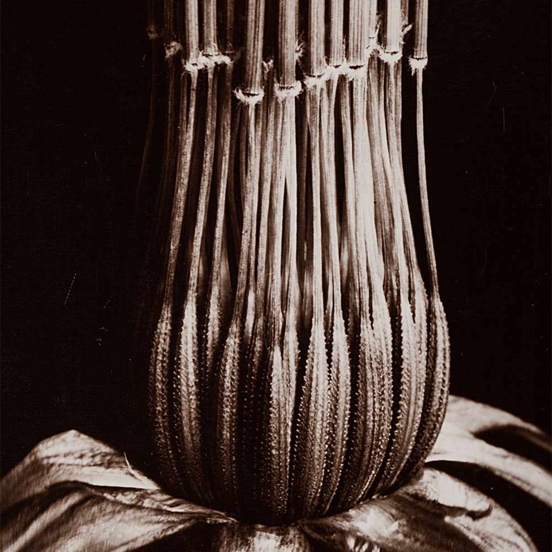 Fred Koch, Geöffneter Blütenstand, Silbergelatineabzug, 1920er Vintage Bromsilbergelatineabzug auf - Bild 6 aus 6