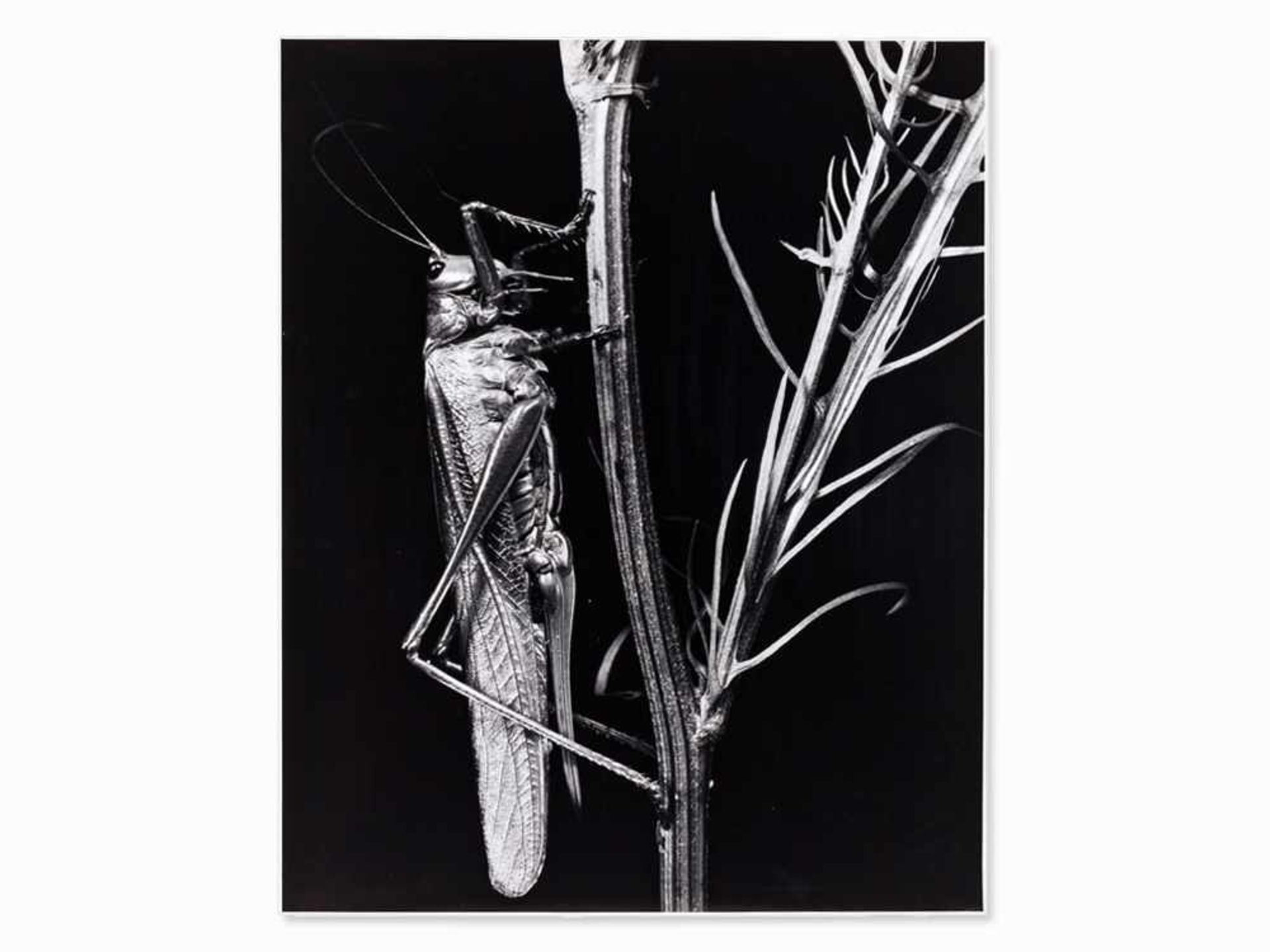 Fred Koch (1904-1939?), Locust vividissima, Deutschland, 20er . Silbergelatineabzug . Deutschland,
