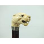 A LATE 19TH/EARLY 20TH CENTURY WALKING CANE, the grip carved as a snarling tiger's head