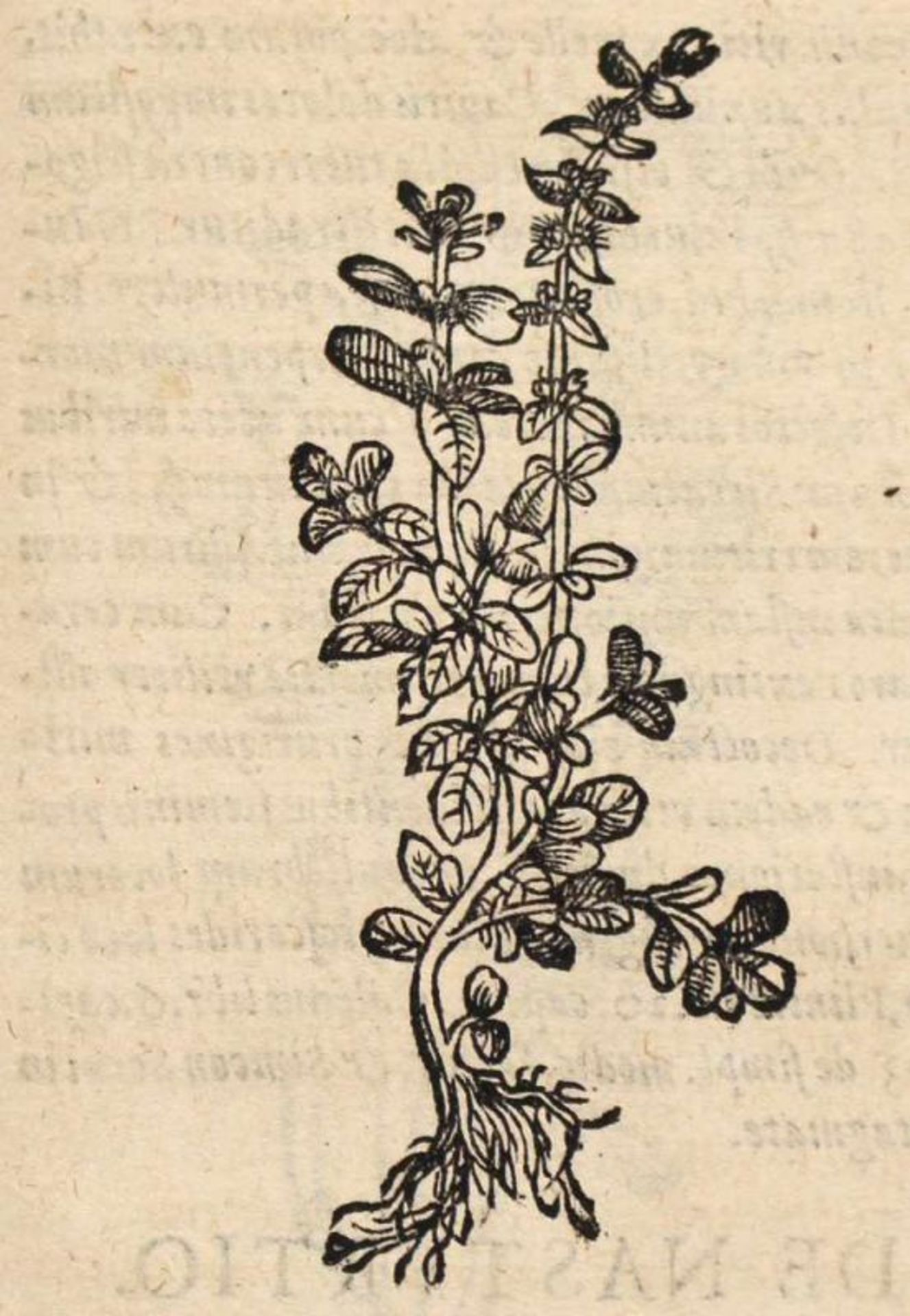 (Curio,J.De conservanda bona valetudine. Opusculum Scholae Salernitanae ad regem Angliae, Germanicis - Bild 5 aus 6