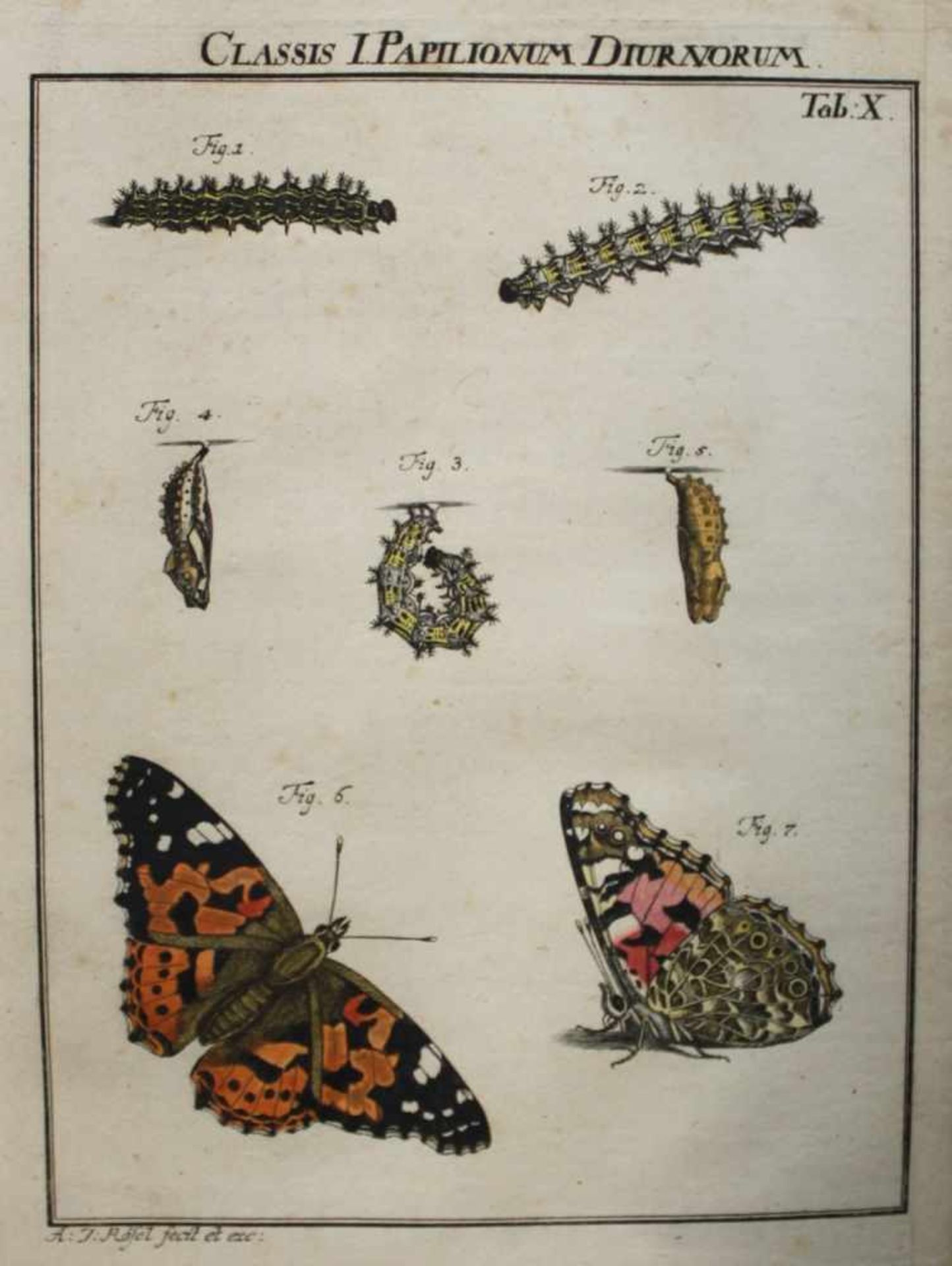 Rösel von Rosenhof, August Johann.Der monatlich herausgegebene Insecten - belustigung Erster [bis] - Image 3 of 4