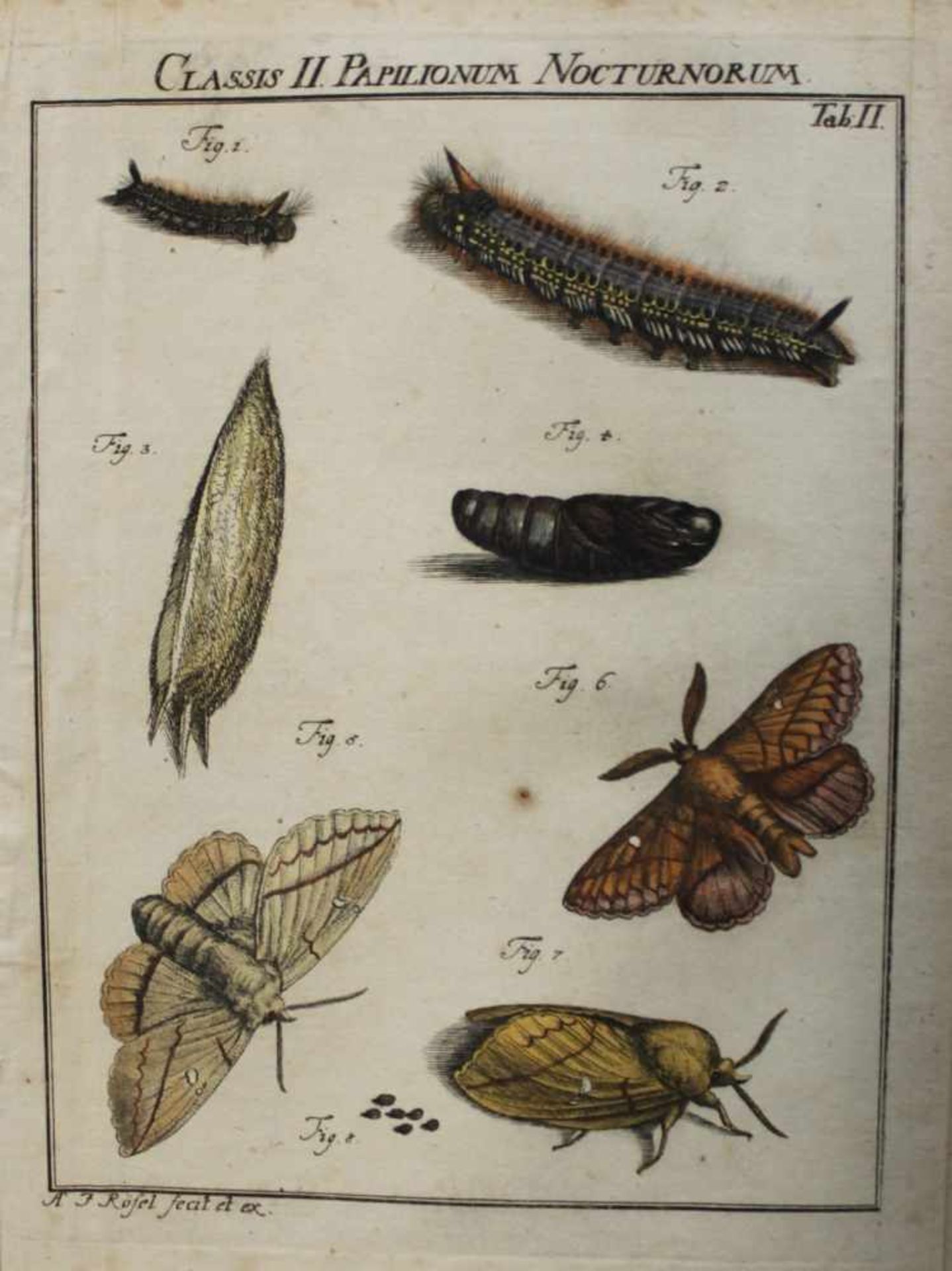 Rösel von Rosenhof, August Johann.Der monatlich herausgegebene Insecten - belustigung Erster [bis] - Image 4 of 4