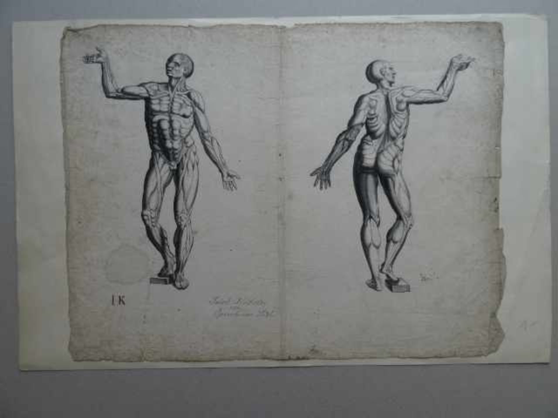 Konvolut von 3 frühen Zeichnungen bzw. Skizzen. 1. Köbel, Jakob (1462 - 1533). 2 anatomische Studien