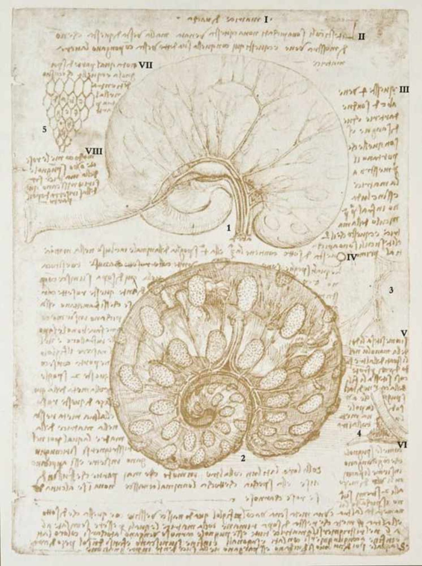 Faksimile.- Keele, K.D. und C. Pedretti.Atlas der anatomischen Studien in der Sammlung Ihrer
