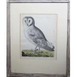 Ornithological Copper Print of an Owl printed on paper and described Strix Alba, 18th Century,
