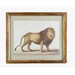 Jean-Baptiste Huet (1745- 1811)- attributed, Lion with open mouth in standing position, water colour