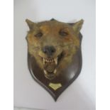 A taxidermy mounted fox head presented to S.J.S Tolley for "The Devils Three Jumps" 17/10/53-