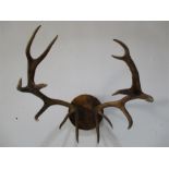 A pair of mounted 14 point antlers