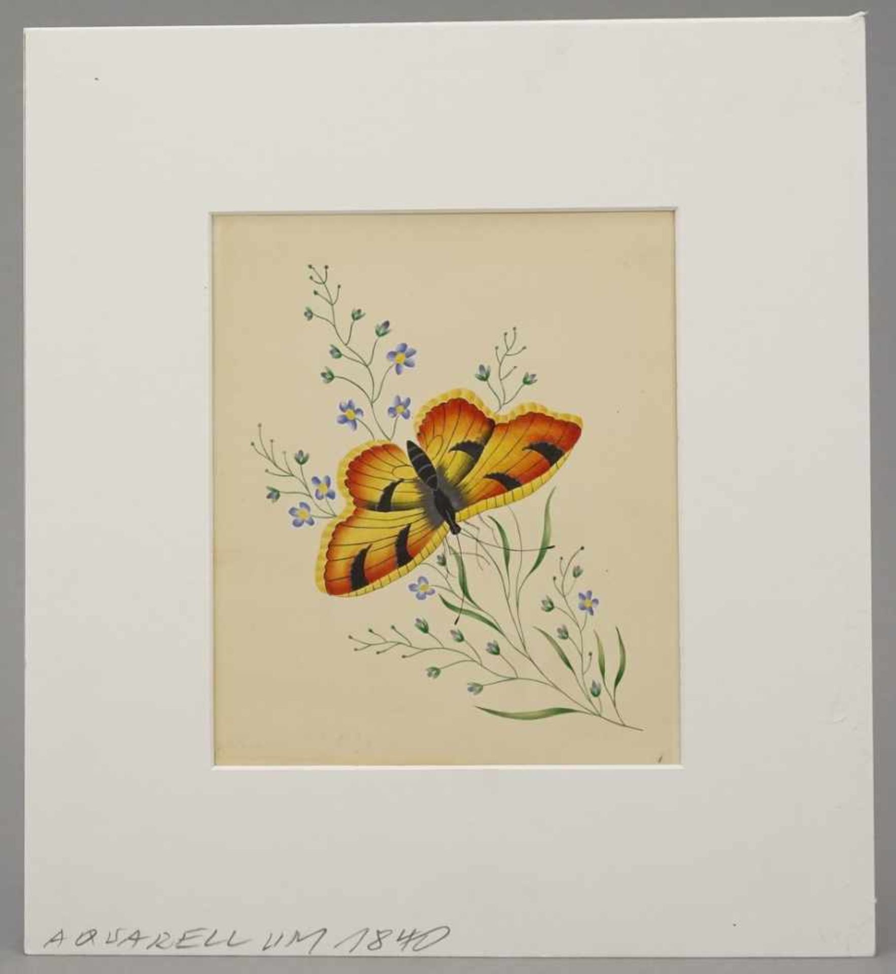 Unbekannter Maler, "Schmetterling"Aquarell/Malpappe, 1. Hälfte 19. Jh., guter Zustand, 15 x 13 cm ( - Bild 2 aus 3