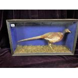 Taxidermy Pheasant