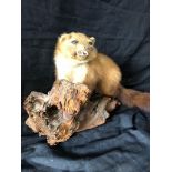 Taxidermy (GK)