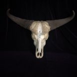 Skull and horns