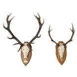 Two hunting trophies, H 88 - 110 cm