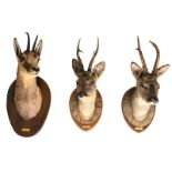 Three hunting trophies, H 53 - 57 cm