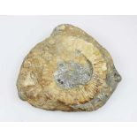 Versteinerung, ein Fossiler Ammonit - Arietites, Fundort unbekannt, Alter vermutlich 180 Mio.