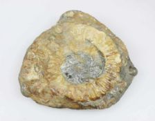Versteinerung, ein Fossiler Ammonit - Arietites, Fundort unbekannt, Alter vermutlich 180 Mio.