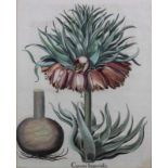 Kolorierter Kupferstich, "Corona Imperialis", aus dem Hortus Eystettensis, 48.5 x 39 cm (P.a.),